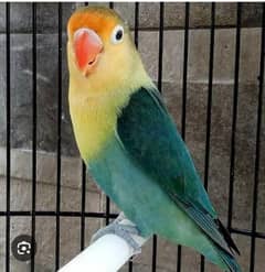 urgent sale Albino red eyes 1piece 1500