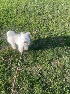 Poodle