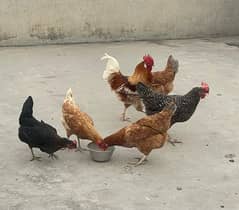 Desi Golden hens (1 male hen 5 female)