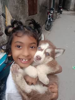 Siberian