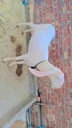 kajla 03002907254