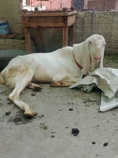 rajanpuri Bakra