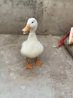 full white female duck breeder female
