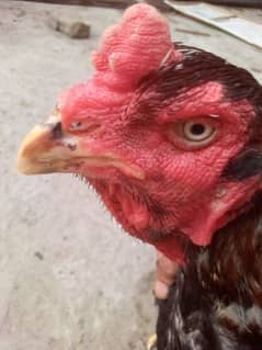 I