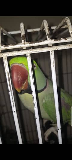 pighu