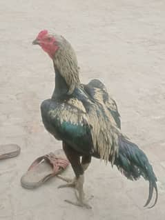 Aseel