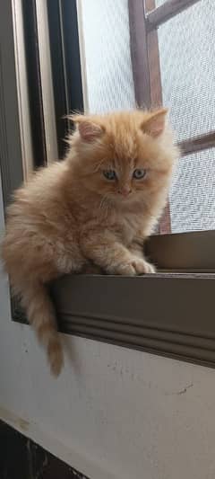 Persian kitten for urgent sale my WhatsApp number 03706577151