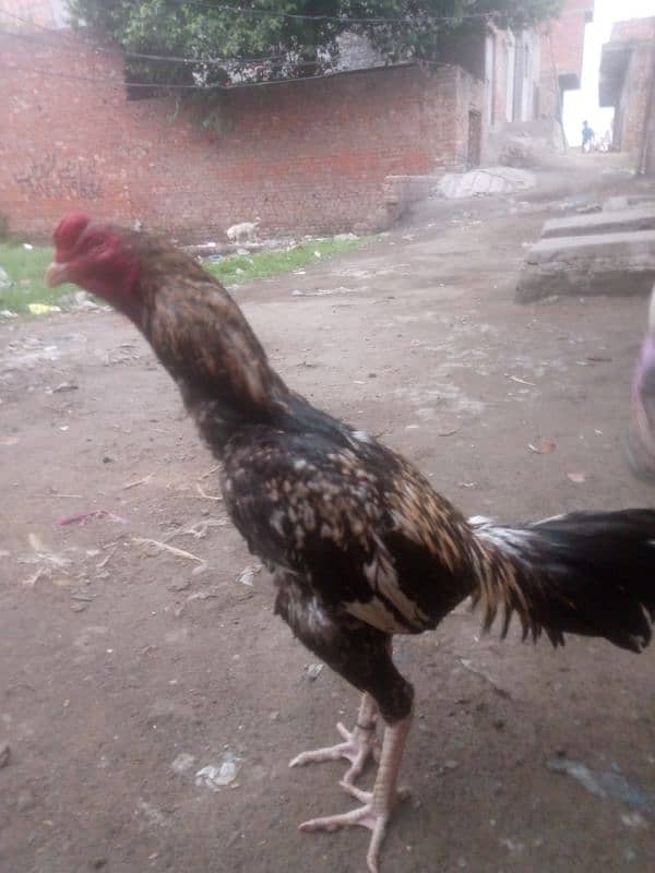 Pure thai crass  patha for sale ha 2