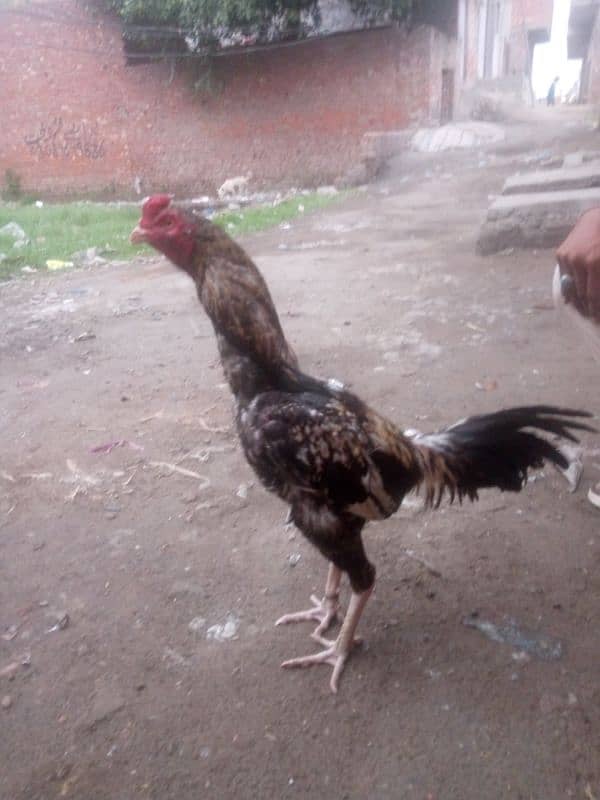 Pure thai crass  patha for sale ha 3