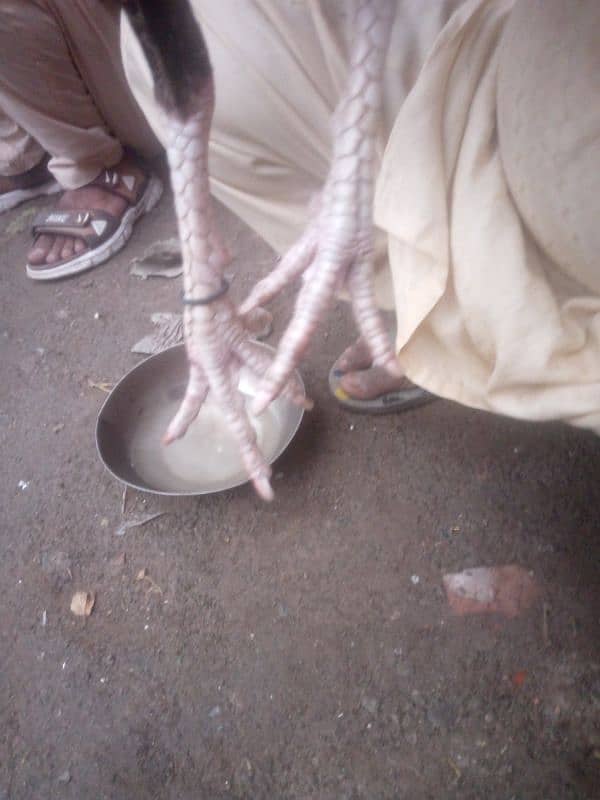 Pure thai crass  patha for sale ha 4