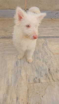 Cute White Fluffy Puppy for Sale - Friendly & Healthy