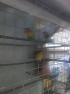 love birds