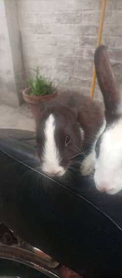 1 male 2 female urgent sale 0302 3382730