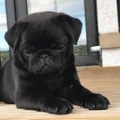 pug