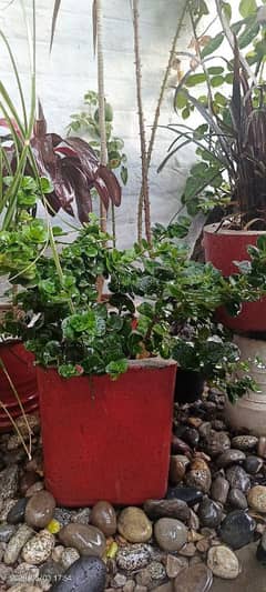 Plants with pots