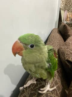 Ring neck pahari parrot