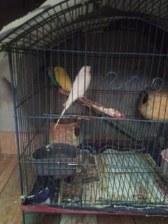2 pair budgie with cage