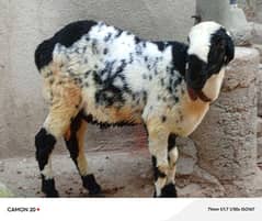 Dumba for sale