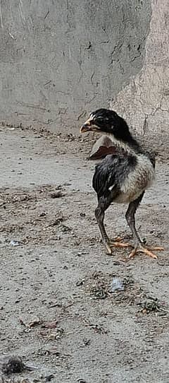 High quality Thai chick for sell. .