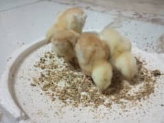 urgent sale chicks