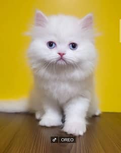 Persian