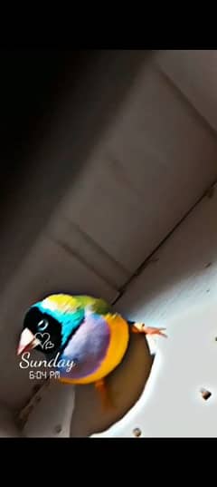 gouldian