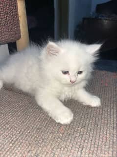 triple coated high quality Persian kittens
