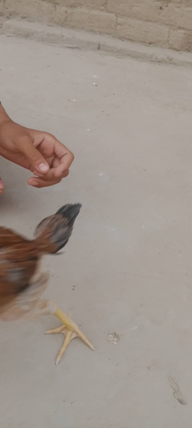 اصیل نسلی چوزے میل فی میل 0