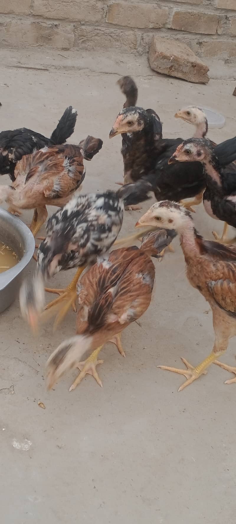 اصیل نسلی چوزے میل فی میل 1