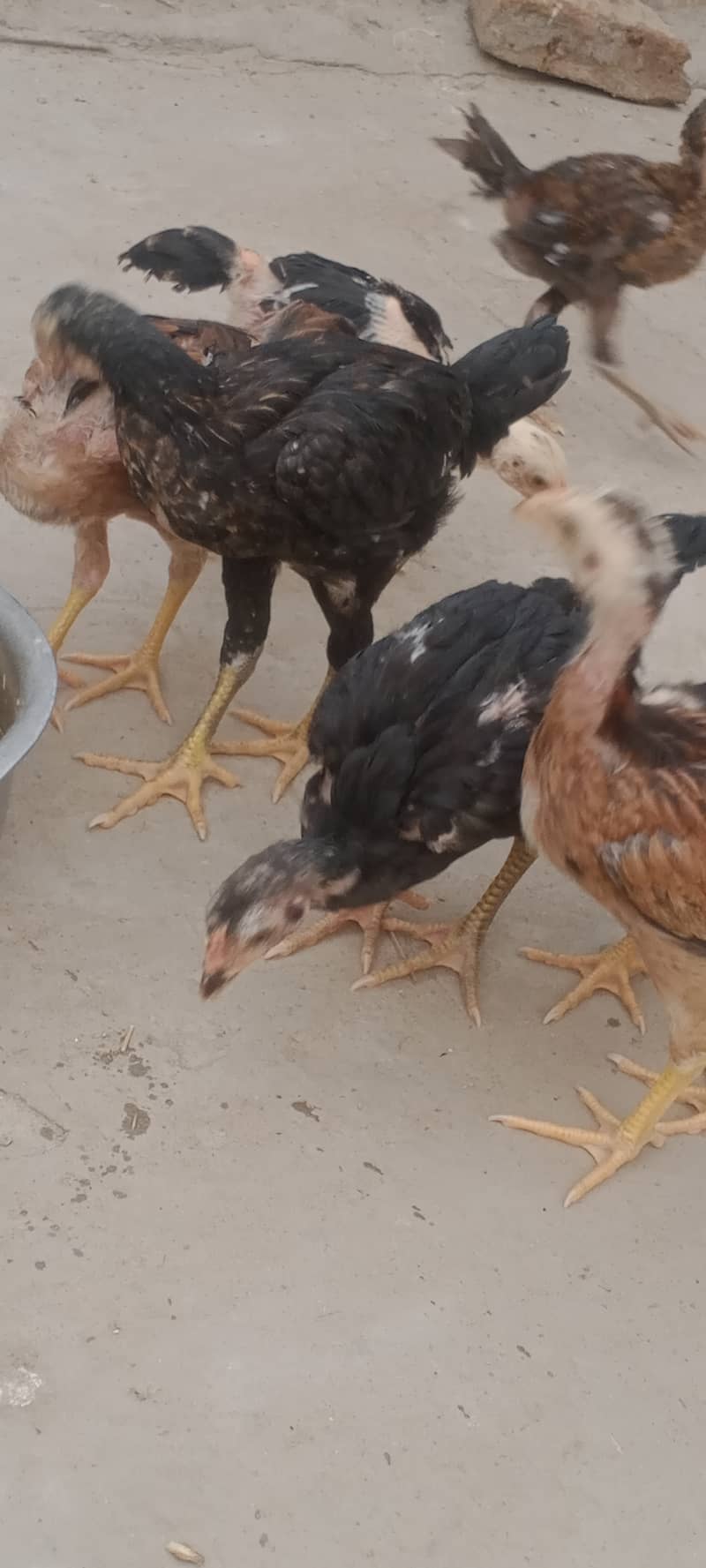 اصیل نسلی چوزے میل فی میل 2