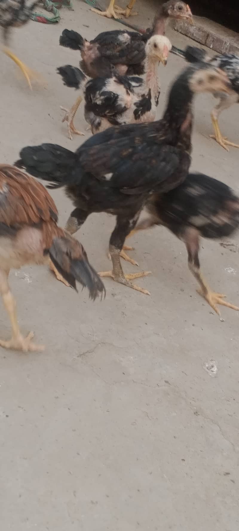 اصیل نسلی چوزے میل فی میل 3