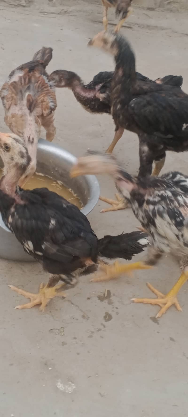 اصیل نسلی چوزے میل فی میل 4