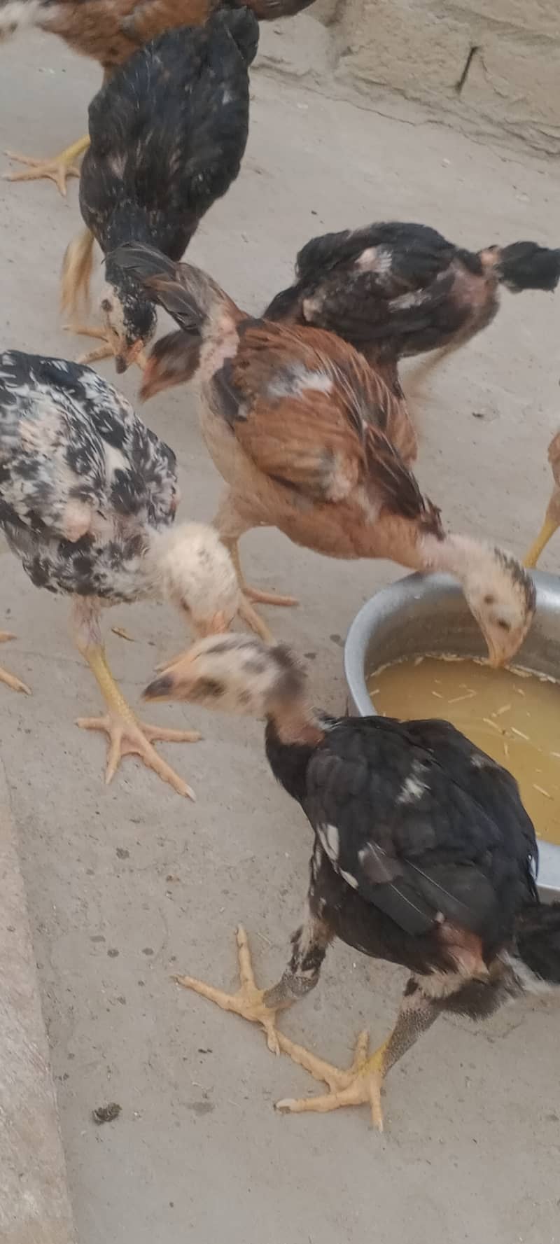 اصیل نسلی چوزے میل فی میل 5