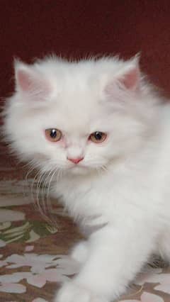 Extreme Coated Punch Face Kitten