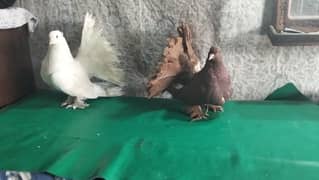American Fantail jumbo size breeder Pair