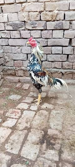 cheena