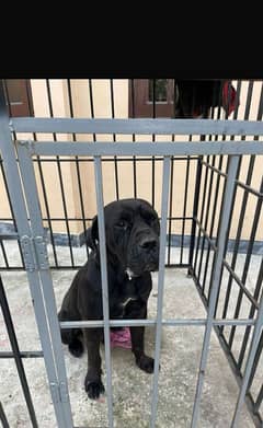 cane