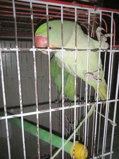 Talking