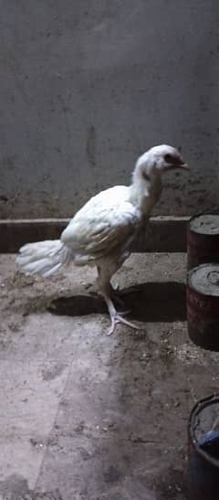 2 Aseel Hens for sale
