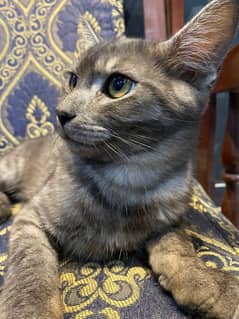 Male persian cross breed Cat