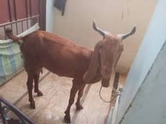 bakri