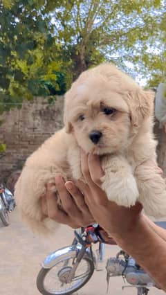 Imported Bloodline Poodle puppy Available
