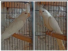 Eno red eyes breeder pair for sale