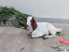 Bakri ka Baccha 4 months