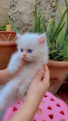 Persians