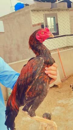 Basheer purbana aseel kamaliya breed