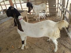 she goat for qurbani sale