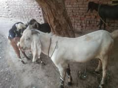 Bakra