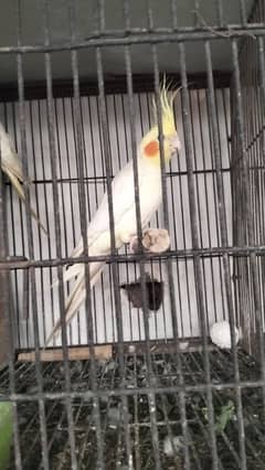 cocktail breeder pair