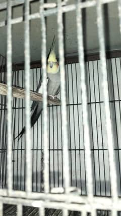 cocktail breeder pair